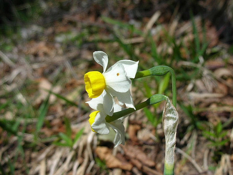 Un prato di Narcissus tazetta